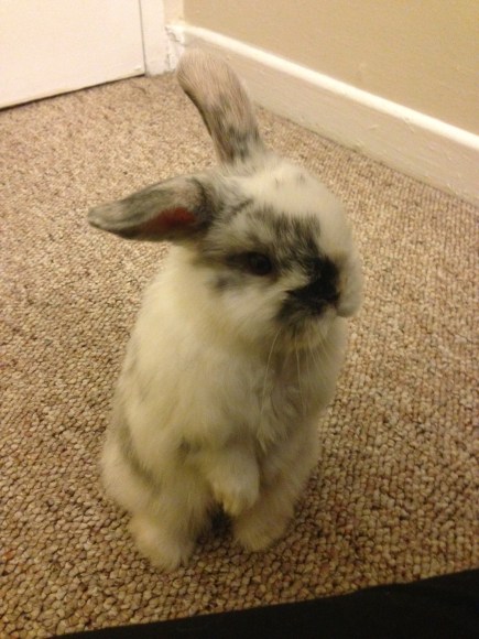 Barnacle Bart and Little Phantom