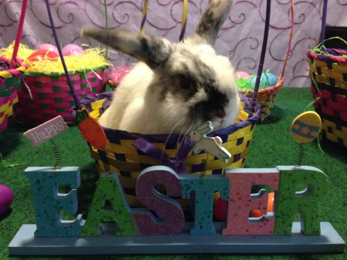 Toronto's Barnacle Bart! Kids Theme Parties and Magic Shows